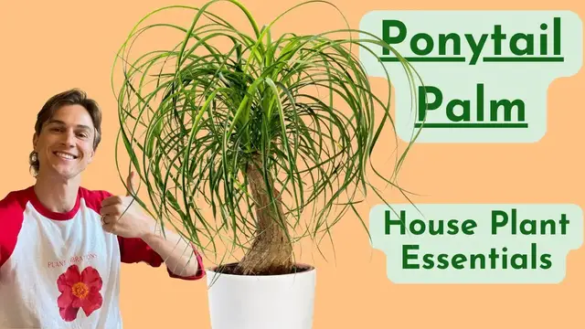 Video thumbnail for Ponytail Palm Plant Care - How to Grow Beaucarnea Successfully - Low Maintenance