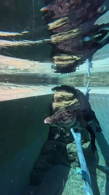 Video thumbnail for Cage Diving beside a Massive Crocodile in Crystal Clear Water