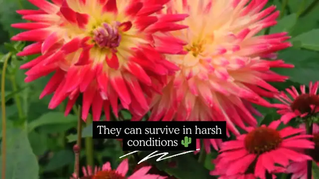 Video thumbnail for Cactus flowering plant Nature’s Resilient Plant