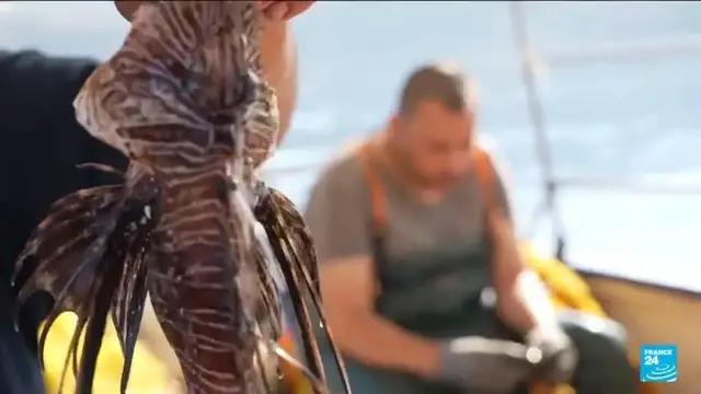 'Video thumbnail for Will Greece save itself from a lionfish invasion by making carpaccio?'