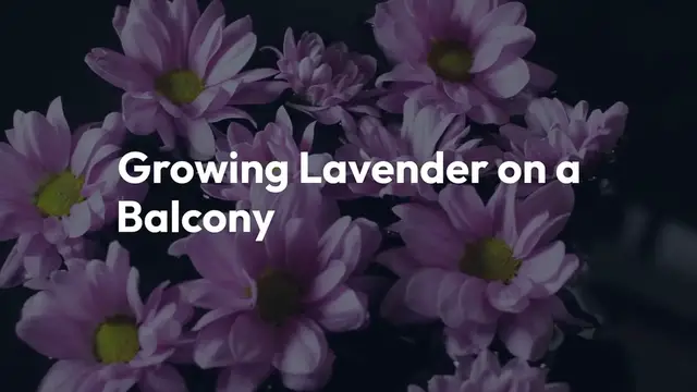 Video thumbnail for Growing Lavender On A Balcony#growinglavender, #balconygarden