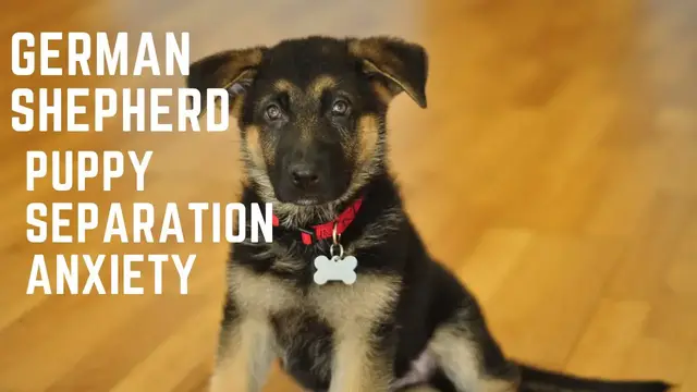 Video thumbnail for German Shepherd Puppy Separation Anxiety