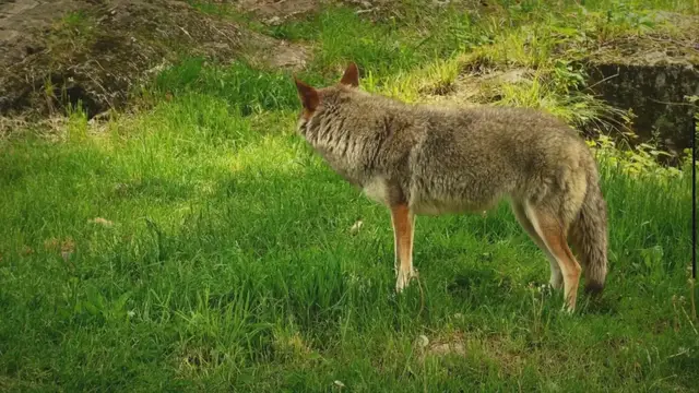 'Video thumbnail for Indiana's Coyote Chronicles: Unveiling the Secrets of Hunting, Behavior, and Conservation Efforts'