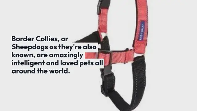 Video thumbnail for The 5 best harnesses for a Border Collie