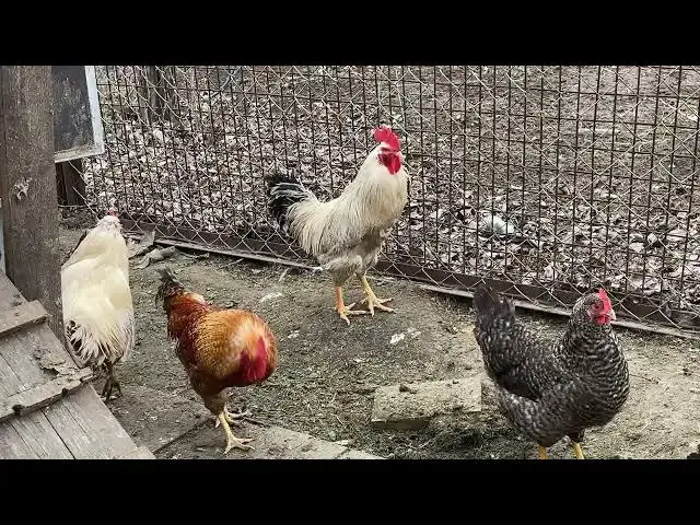 Video thumbnail for How much food do chickens need per day?