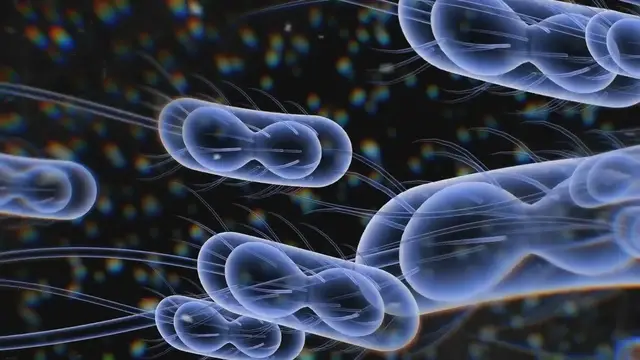 Video thumbnail for Beneficial Bacteria for Your Aquarium