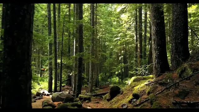 Video thumbnail for NATURE