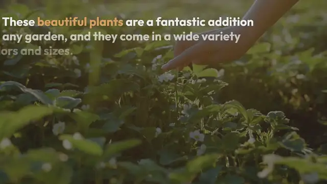 Video thumbnail for Flowering Shrubs | Flowering shrubs can be used for a variety of purposes in your landscape design