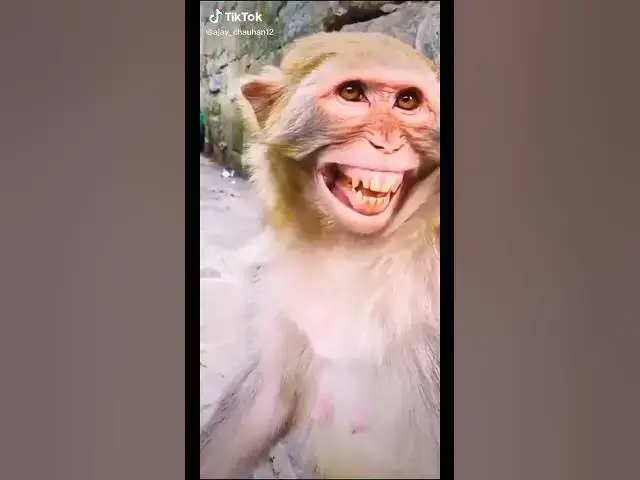 Video thumbnail for Animal Comedy #funnypet  #FunnyAnimalComedy #AnimalAntics #CutePets #ComedyAnimals #HilariousPets