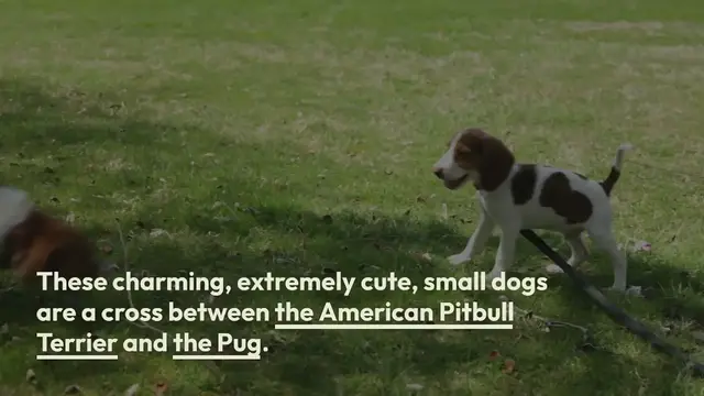 Video thumbnail for Pugbull: everything about this mixed breed