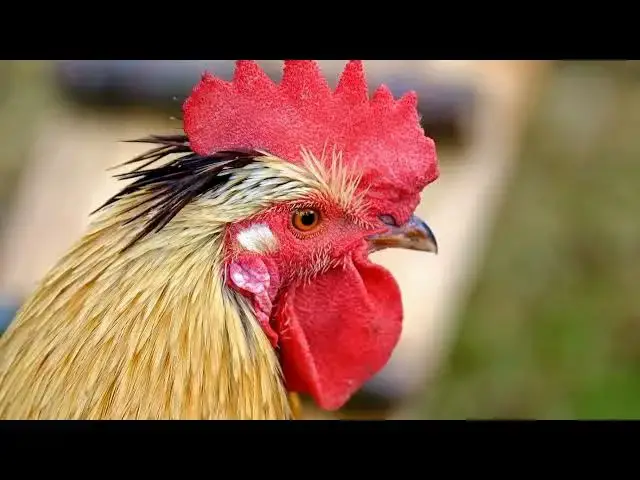 Video thumbnail for Do chickens need fresh water constantly?