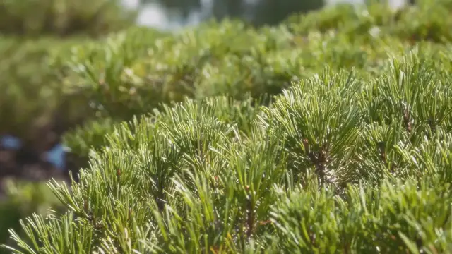 Video thumbnail for Spirea Japonica