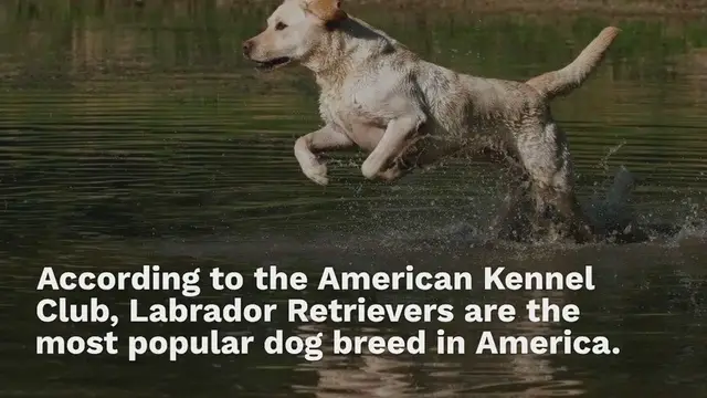 Video thumbnail for Beagador: everything about this mixed breed