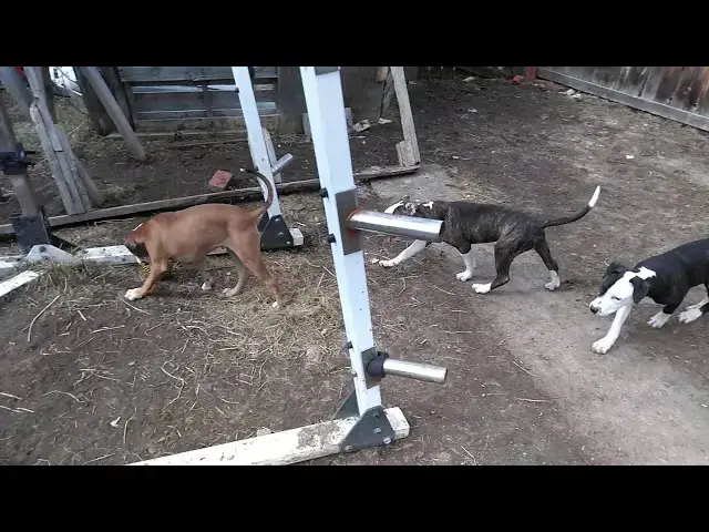 Video thumbnail for RED STAR X DIZZY PUPS AT PLAY 4/20/20