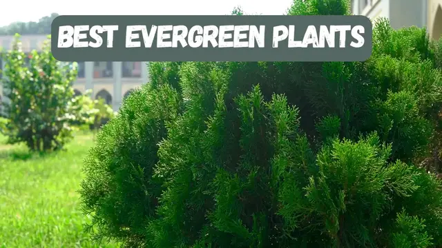 Video thumbnail for Best Evergreen Plants