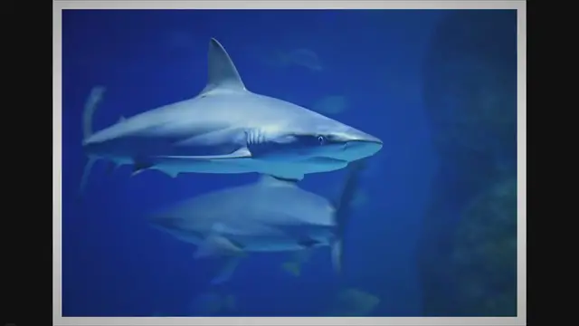 Video thumbnail for What Does A Reef Shark Look Like? Exploring the Enigmatic Beauty