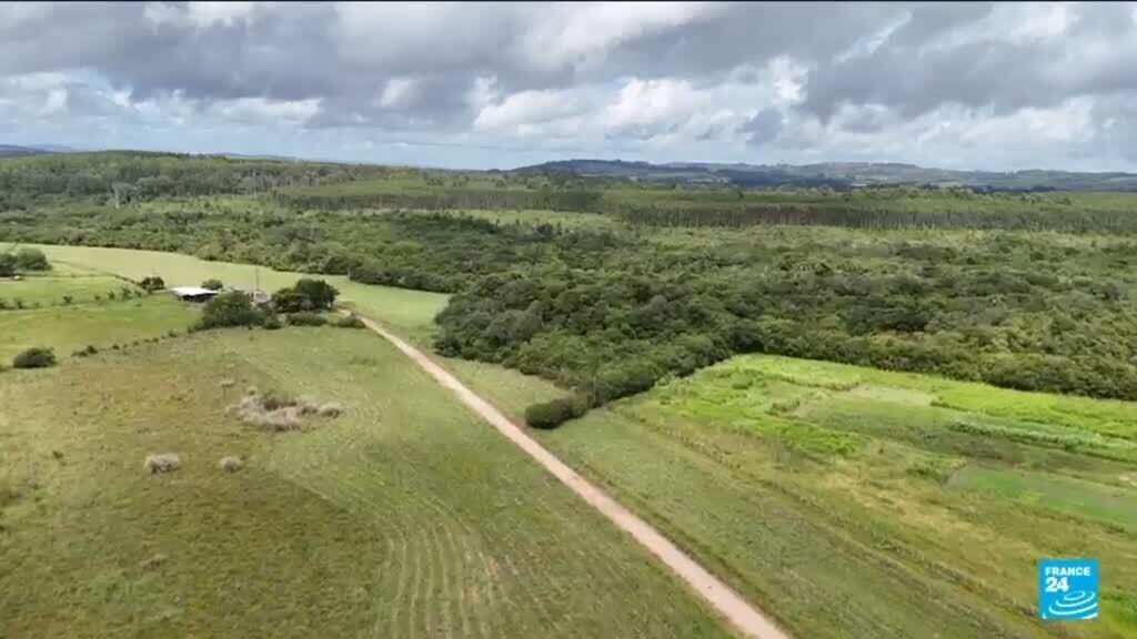 Video thumbnail for Sowing sustainability: Brazil's approach to sustainable farming