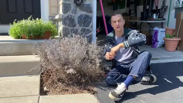 Video thumbnail for Lavender Spring Pruning Guide