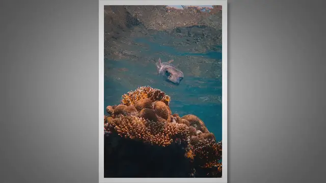 Video thumbnail for Exploring the Diverse Marine Life: Animals in the Caribbean Sea