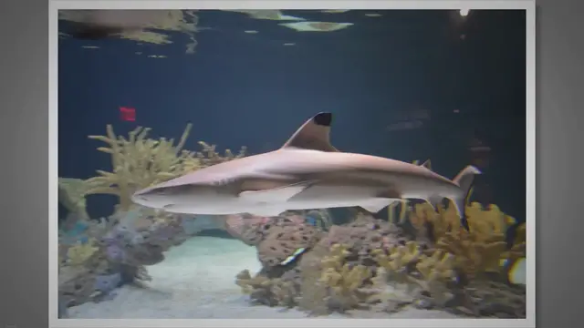 Video thumbnail for Blacktip Reef Shark Habitat: Exploring the Fascinating Habitat of Blacktip Reef Sharks