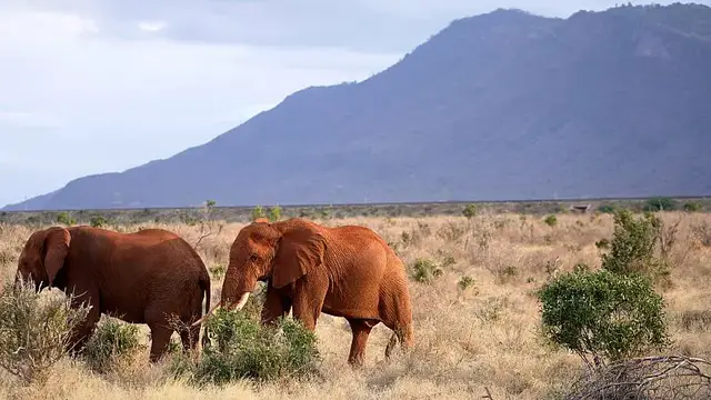 'Video thumbnail for Kenyan farmers use nature for peaceful human-elephant coexistence'