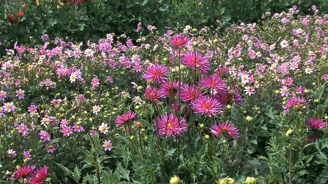 Video thumbnail for Best Shade-Tolerant Flowers