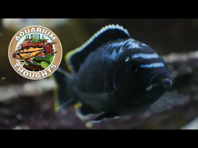 Video thumbnail for Dave's Aquariums Thoughts Live! - Amazon Unboxing- March 12, 2024