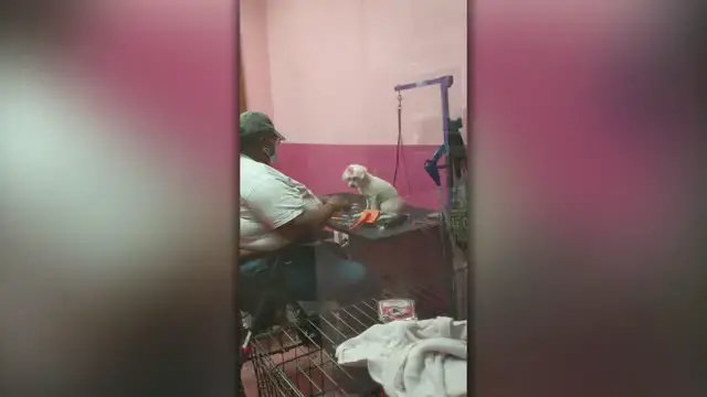 Video thumbnail for Dog Groomer Surprised With Puppy Of Her Own After Her Dog Passed Away | Happily TV