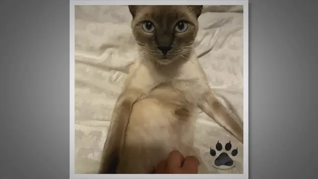 Video thumbnail for Are Siamese Cats Hypoallergenic?