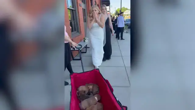 Video thumbnail for Groom Surprises Bride By Bringing Adoptable Puppies To Their Wedding | Happily TV
