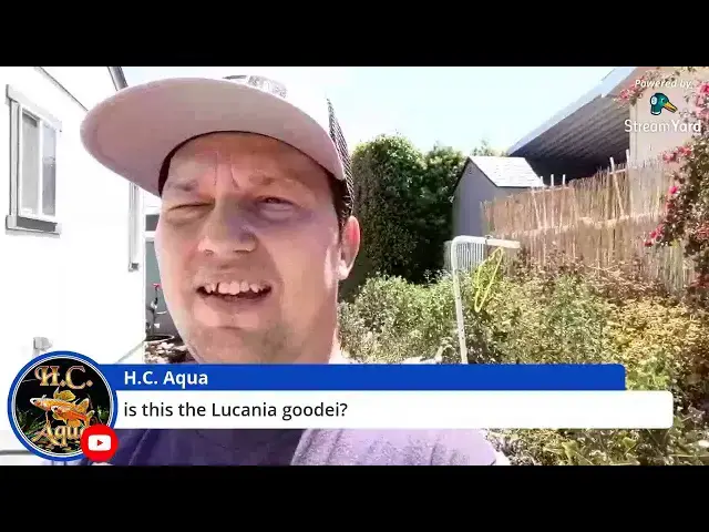 Video thumbnail for Unboxing Bluefin Killifish - LIVE!