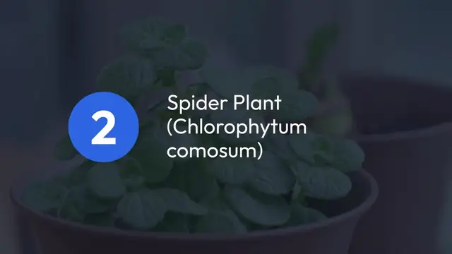 Video thumbnail for Easy Plants for Beginners