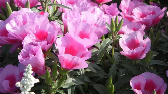 Video thumbnail for Best Organic Mulch for Azaleas: Protect and Nourish Your Plants