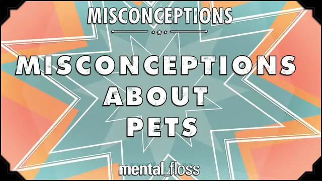Video thumbnail for Misconceptions about Pets - mental_floss on YouTube (Ep.6)