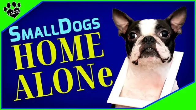 'Video thumbnail for 7 Small Dog Breeds Perfect for 8+ Hour Home-Alone Stints: Pups That Can Handle Alone Time'