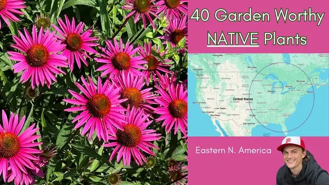Video thumbnail for 40 Garden Worthy Native Perennial Plants - Eastern North America