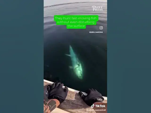 Video thumbnail for Bluefin tuna season is well under way in Gibraltar! 🇬🇮#TunaRun #StraitOfGibraltar #Bluefintuna