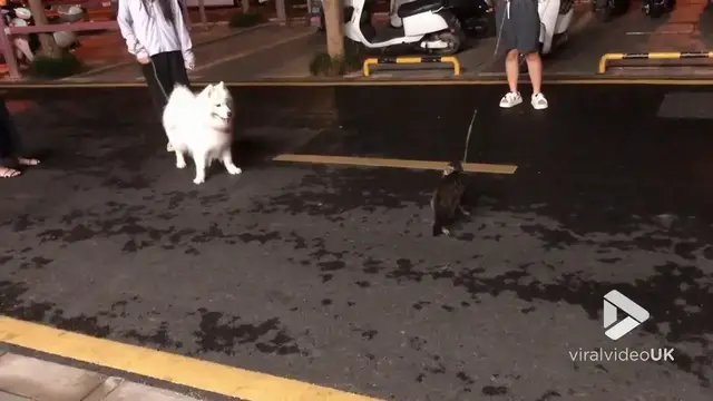 'Video thumbnail for VV5012 Tabby cat and Samoyed caught fighting on street'