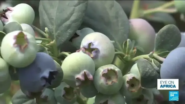 Video thumbnail for Zimbabwe blueberries: Europe is a 'key export market'