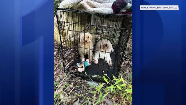 Video thumbnail for 2 dogs abandoned in woods of Gloucester County