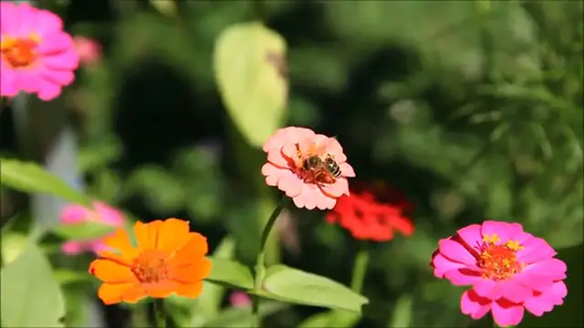 Video thumbnail for O Sadbhaktulaaraa_ Latest New Telugu Christian Worship Song 2017_with lyrics