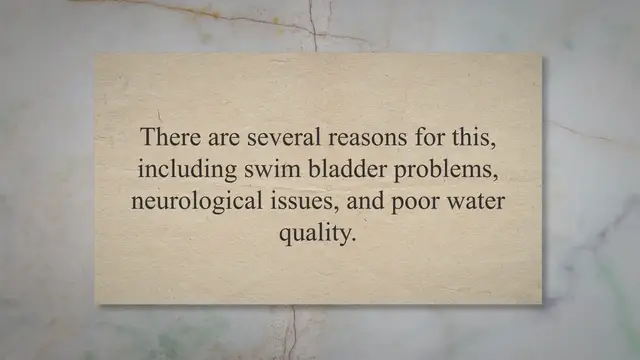 'Video thumbnail for Why is My Fish Swimming Sideways? Causes and Treatment'