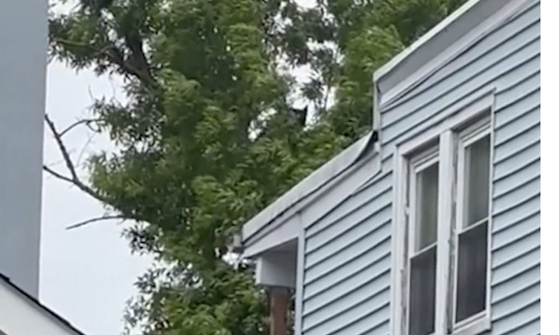 Video thumbnail for Bear camped out in tree prompts emergency response in Elizabeth neighborhood