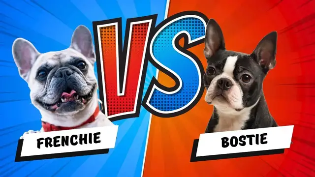 'Video thumbnail for French Bulldog vs Boston Terrier Showdown - Who Will Win Your Heart?'