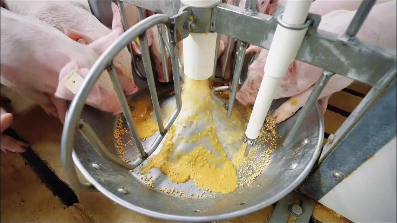 Video thumbnail for China: AI-based devices facilitate pig farming in central China.