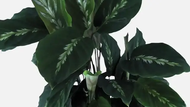 Video thumbnail for Pothos Air Purifying Benefits