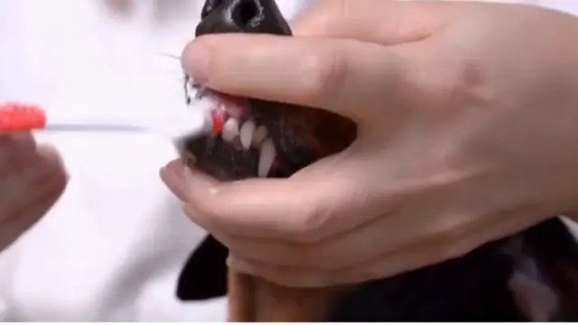Video thumbnail for dog teeth cleaning