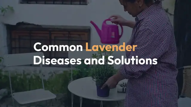 Video thumbnail for Common Lavender Diseases And Solutions
