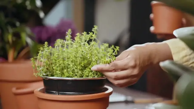 'Video thumbnail for Fiddle Leaf Fig Repotting Guide'