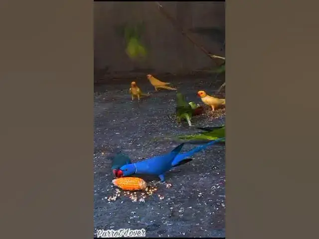 Video thumbnail for yellow green blue rirgnick